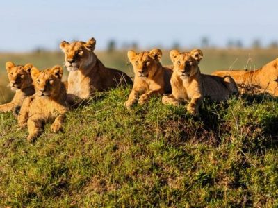 Kenya-Tanzania-Safari-Tours_Absolute-Holiday-Safaris
