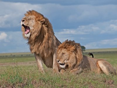 maasai-mara-wildlife