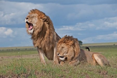 Kenya – Maasai Mara Safari Package  4 Days / 3 Nights